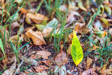 Orange autumn fallen leaves lying on green grass in soft focus.