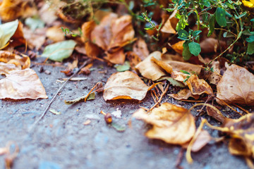 Autumn preparation concept. Season specific. Blurred underwood with copy space, close up.