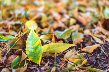 Autumn background. Yellow leaf in autumn park on green blurred background in soft focus.