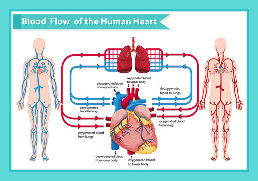 Scientific medical illustration of human blood flow