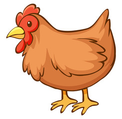 Brown chicken on white background