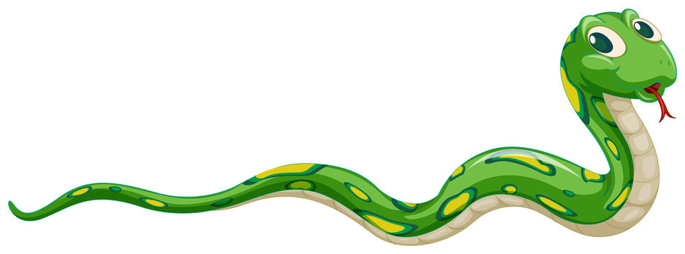 Green snake on white background