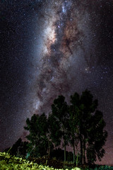 The Millky Way Galaxy with tree silhouetted in front.   