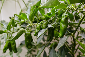 Obraz premium Green Shishito Pepper plants growing in a backyard garden (Capsicum annuum var)