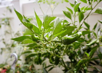 Green Shishito Pepper plants growing in a backyard garden (Capsicum annuum var)