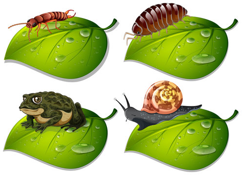 Four types of insects on green leaves