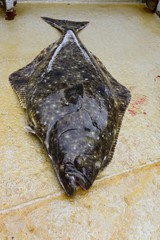 Alive Flatfish Pacific halibut (Hippoglossus stenolepis) on the boat deck.