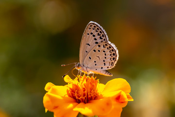 A butterfly on a flower