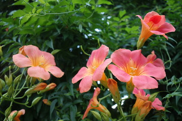 オレンジのノウゼンカズラの花