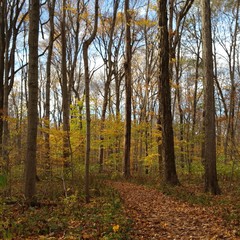 autumn in the forest