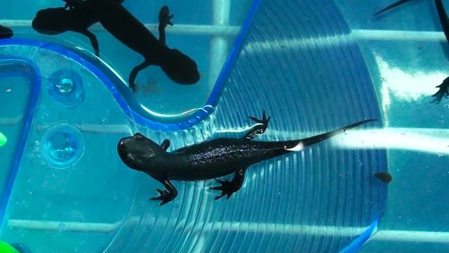 Great Crested Newt (triturus cristatus)