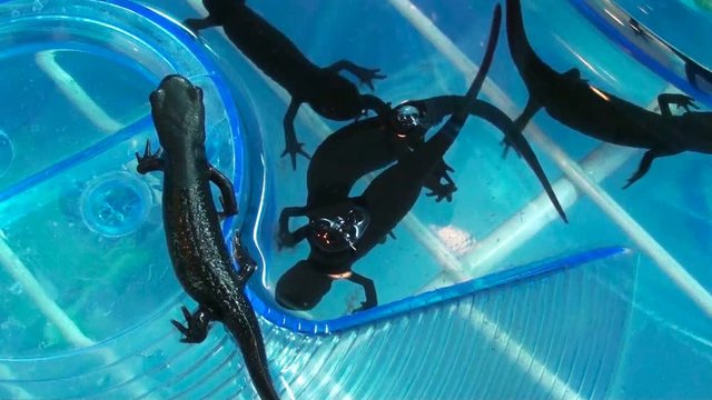 Great Crested Newt (triturus cristatus)