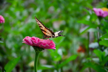 Butterfly on the hibiscus flower to see the nectar from pollen. Fresh vegetables and flowers from Zanders Farm for sale in America