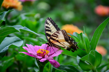 Butterfly on the hibiscus flower to see the nectar from pollen. Fresh vegetables and flowers from Zanders Farm for sale in America