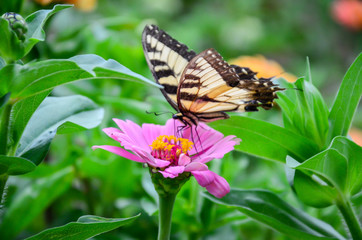 Butterfly on the hibiscus flower to see the nectar from pollen. Fresh vegetables and flowers from...