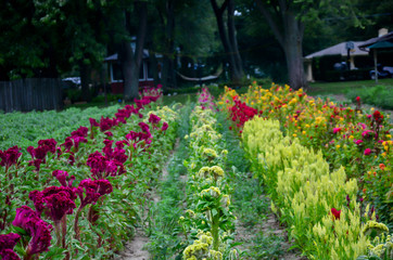Bright colorful flowers, beautiful flowers. Fresh vegetables and flowers from Zanders Farm for sale in America