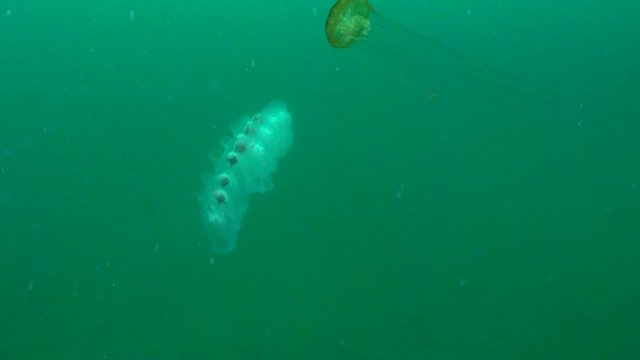 Slow Motion: Salp chain and jellyfish floating together in deep ocean - Monterey, California