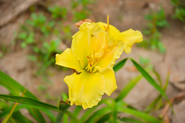 Bright colorful flowers, beautiful flowers. Fresh vegetables and flowers from Zanders Farm for sale in America