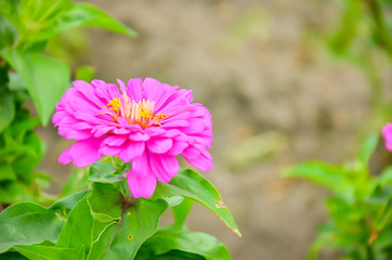 Bright colorful flowers, beautiful flowers. Fresh vegetables and flowers from Zanders Farm for sale...
