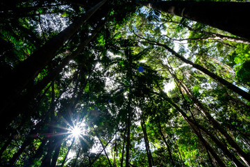 Obraz premium Rainforest at Fraser Island Kgari with tall trees Queensland australia