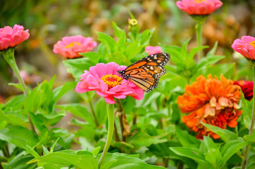 Butterfly on the hibiscus flower to see the nectar from pollen. Fresh vegetables and flowers from Zanders Farm for sale in America