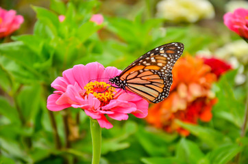 Butterfly on the hibiscus flower to see the nectar from pollen. Fresh vegetables and flowers from Zanders Farm for sale in America