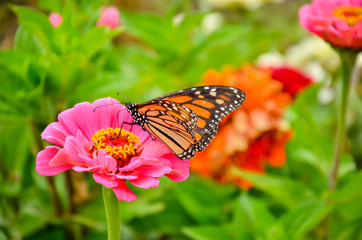 Butterfly on the hibiscus flower to see the nectar from pollen. Fresh vegetables and flowers from...