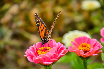 Butterfly on the hibiscus flower to see the nectar from pollen. Fresh vegetables and flowers from Zanders Farm for sale in America