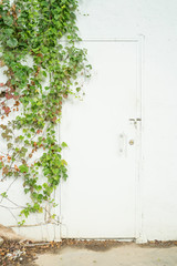 ivy leaves isolated on a white background