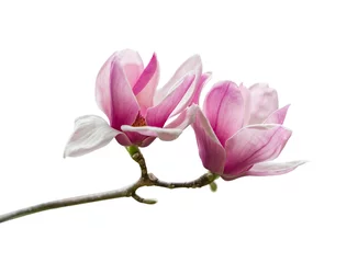Tuinposter Pink magnolia flowers isolated on white background © xiaoliangge