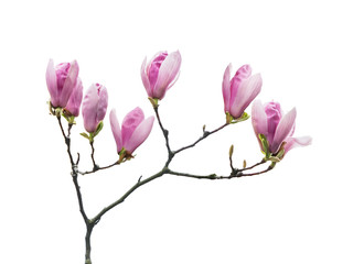Pink magnolia flowers isolated on white background