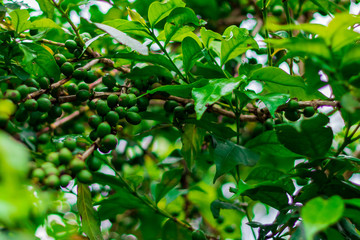 Green Coffee Beans