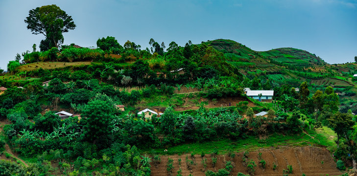 Coffee plantations in southern Uganda