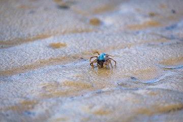 Single soldier crab closeup macro on beach at low tide
