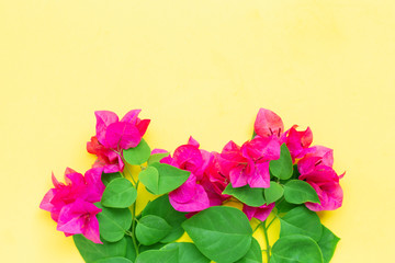 Fototapeta na wymiar Beautiful red bougainvillea flower on yellow background.