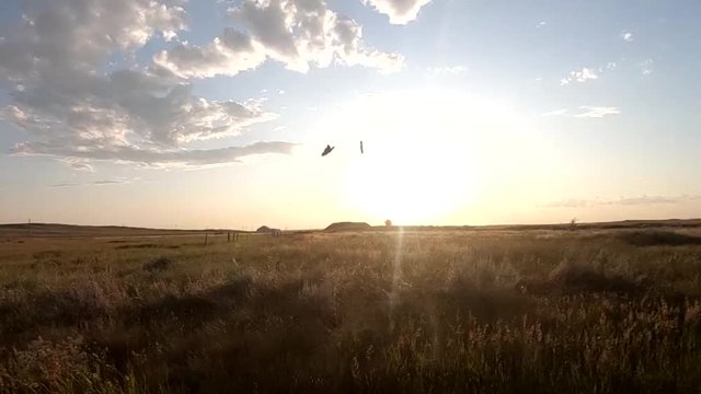 2 Butterflies playing around ina grassy field on a sunny day in Alberta Canada.