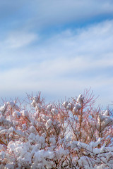 Red Branches Holding Snow to Blue Skies