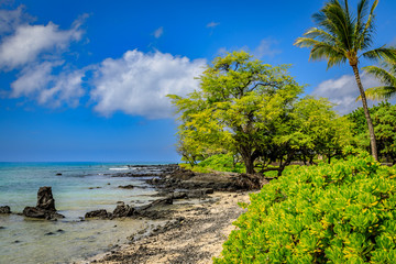 Crystal clear water leads to a sandy beach with tropical plants