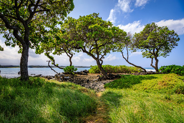 Small path winds between trees and wavy grass next to the ocean in Hawaii