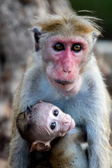 Motherly love baby monkey hung to its mother