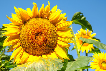 Sunflowers are blooming in a field at early fall