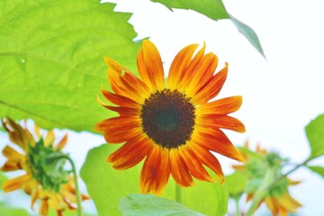 赤いひまわり　夏　杤木
