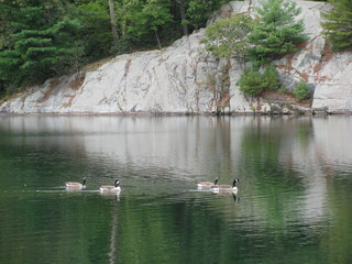 Four Canadian Geese Swimming on the Lake at Bear Mountain State Park in Upstate, NY.