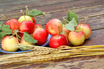 Blue saucer with red yellow apples with green foliage, scattered apples around it and bunch of ears of ripe wheat grains on old wooden plank surface. Tilt horizon shooting