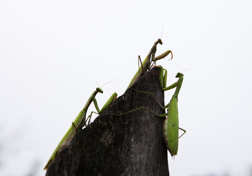 Three mantises on the fence.