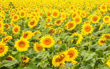 Obraz premium Sunflowers are blooming in a field at early fall