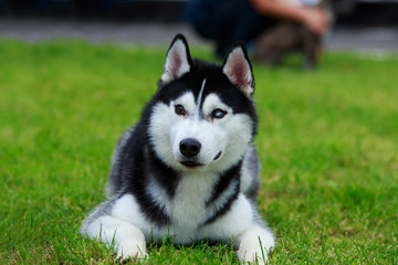 Dog breed Siberian husky