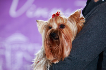 Dog breed Yorkshire terrier