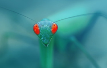 green praying mantis with red eyes.  predator concept.