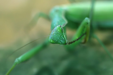green praying mantis. predator concept.